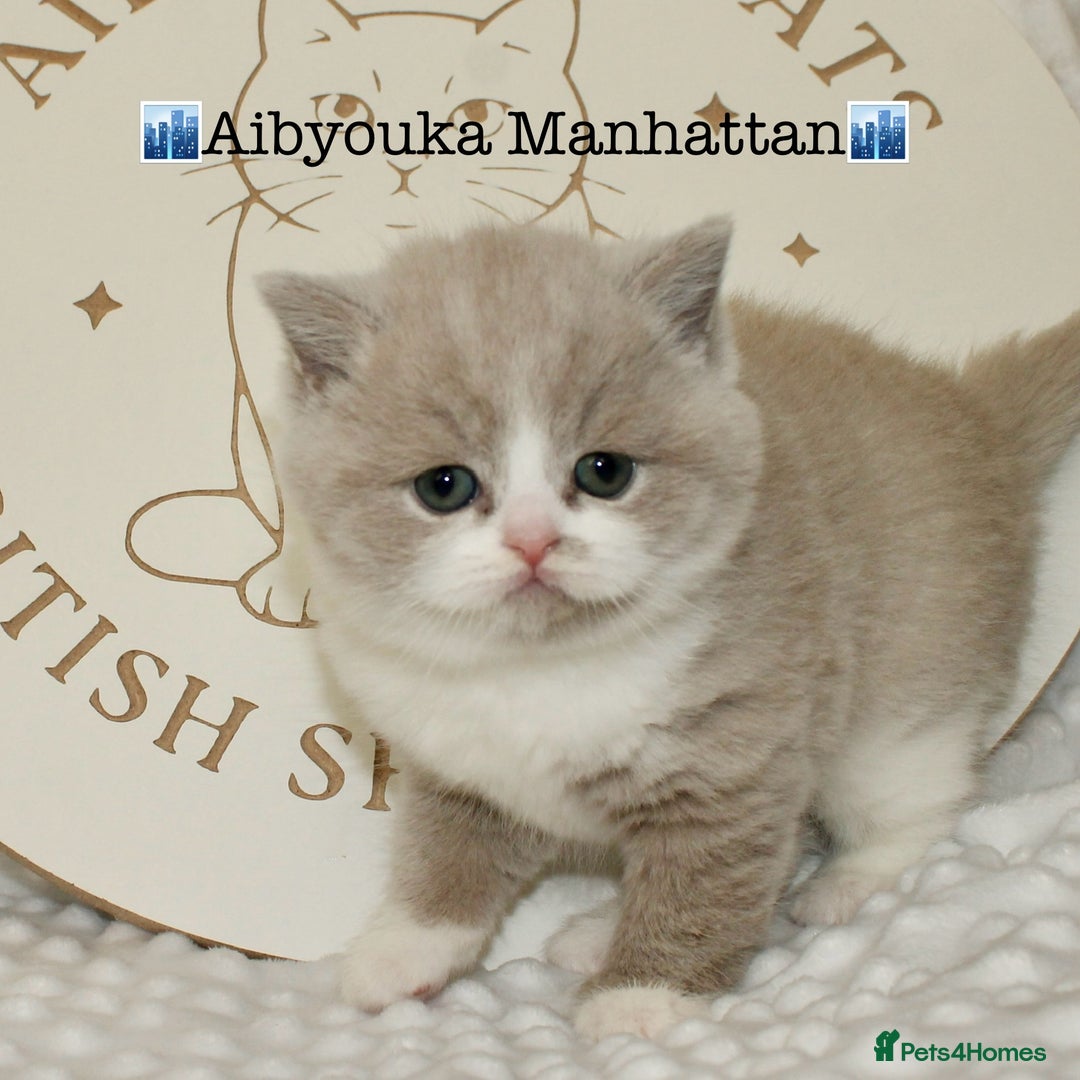 British Shorthair cats for sale: ✨ Gccf Champion Parents. Lilac bi colour male ✨ - Advert 2
