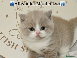 British Shorthair cats ✨ Gccf Champion Parents. Lilac bi colour male ✨ - Advert 13