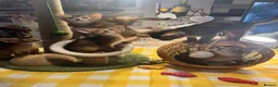 Abyssinian cats for sale: Five Abyssinian kittens with lots of love to give - Advert 4