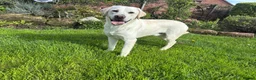 Labrador Retriever dogs for stud: Mossland Missing Link  - Advert 5
