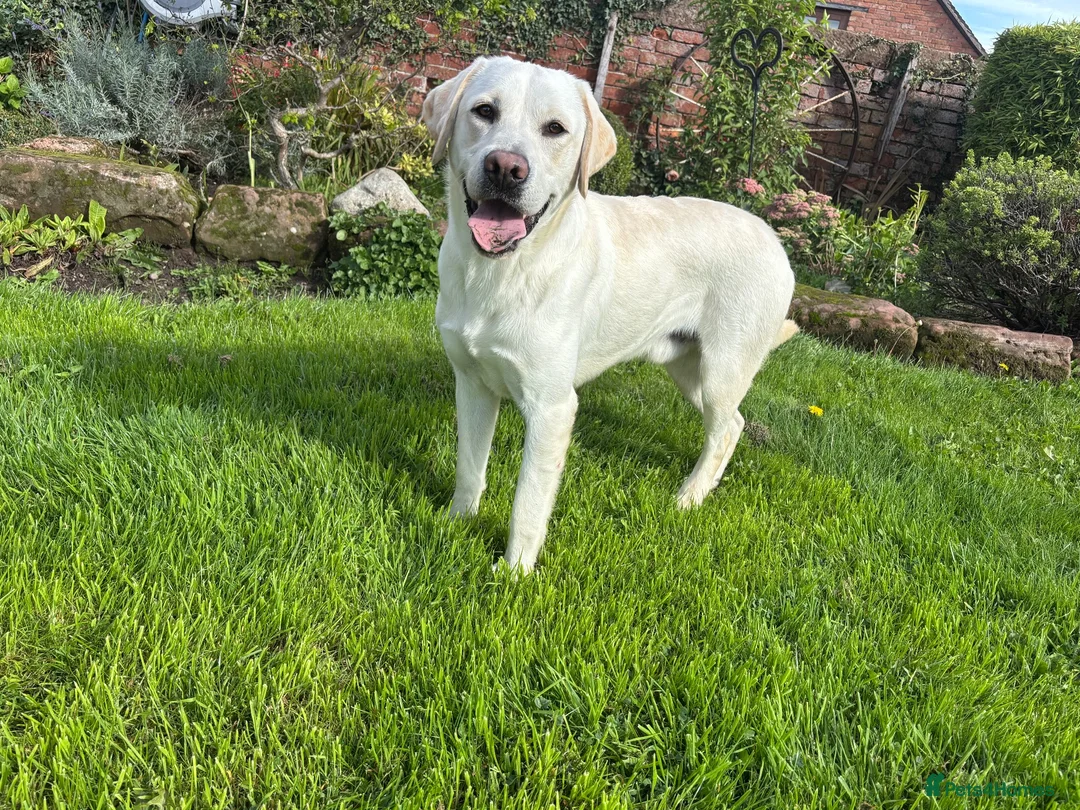 Labrador Retriever dogs for stud: Mossland Missing Link  - Advert 5