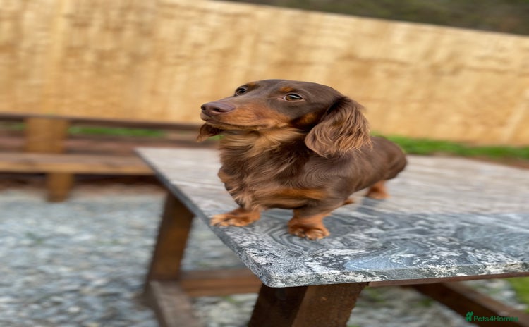 Miniature Dachshund dogs - Advert 9