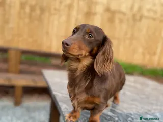 Miniature Dachshund dogs Choc & Tan LONGHAIR Mini Dachshund STUD PRINCETON - Advert 12