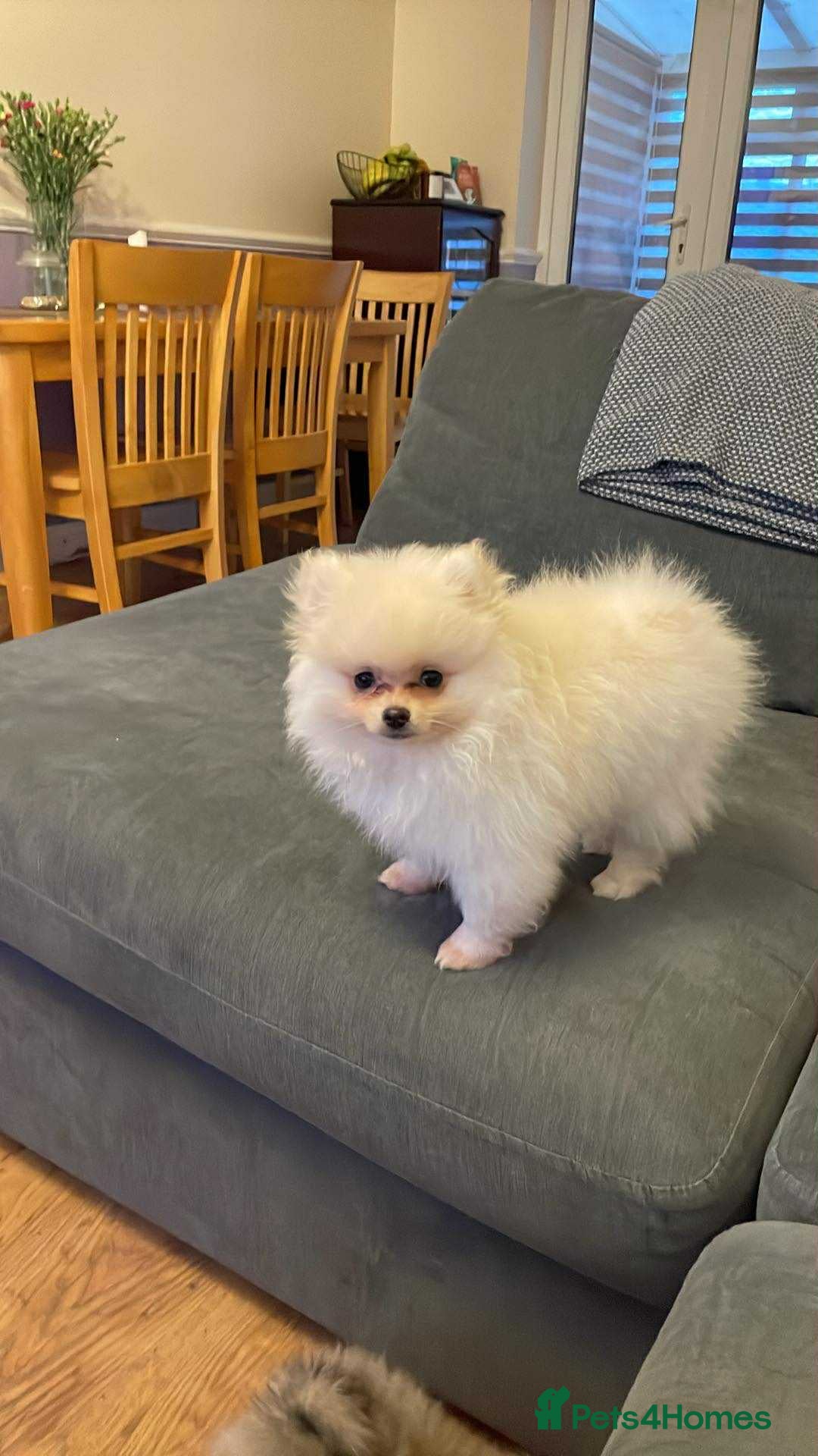 Pomeranian dogs for sale: Pomeranians  - Advert 5