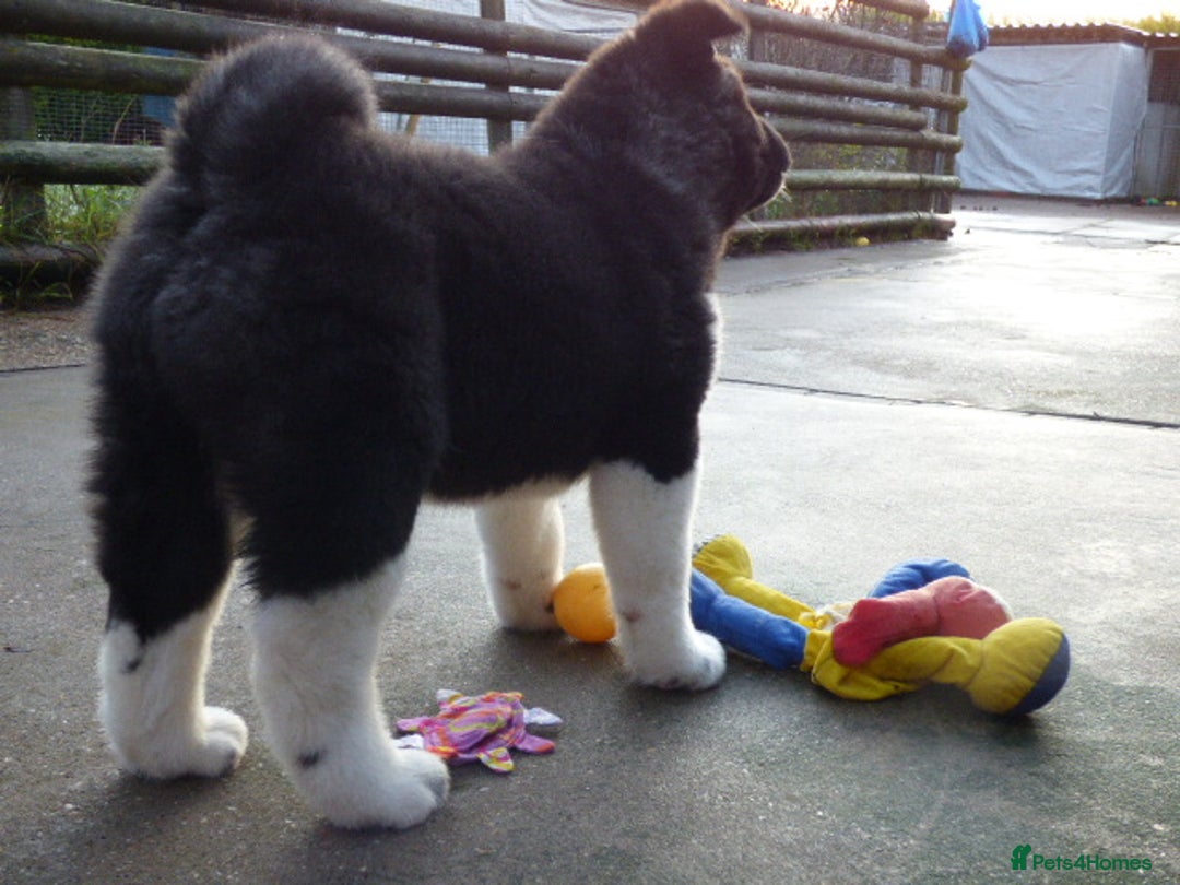 Akita dogs for sale: Quality Akita Baby Girl (KC Registered) - Advert 16