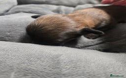 Pomchi dogs for sale: Gorgeous pomchi puppies  - Image 18