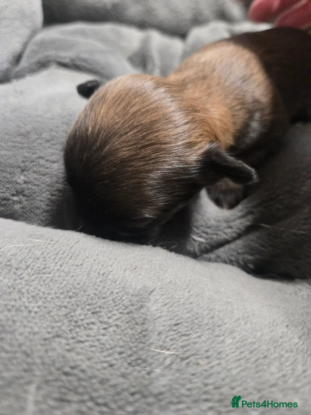 Pomchi dogs for sale: Gorgeous pomchi puppies  - Advert 19