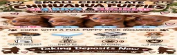 Chihuahua dogs for sale: Beautiful Chocolate Chihuahua Puppies 🐶❤️ - Advert 1