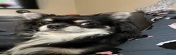 Chihuahua dogs for stud: For Stud - Advert 4