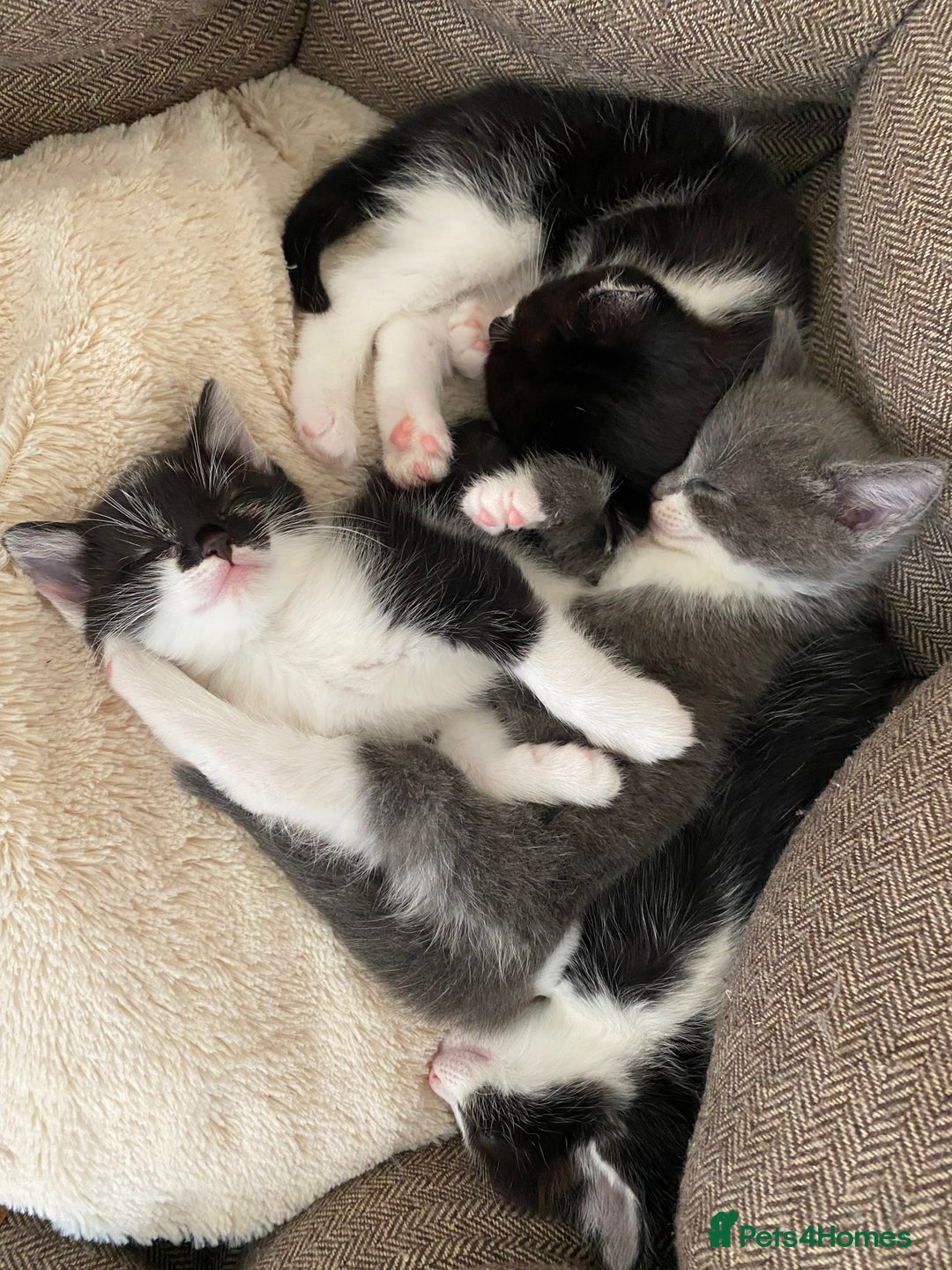 Mixed Breed cats for sale: beautiful kittens - Image 18