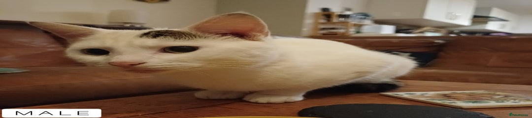 Domestic Shorthair Male Dad
