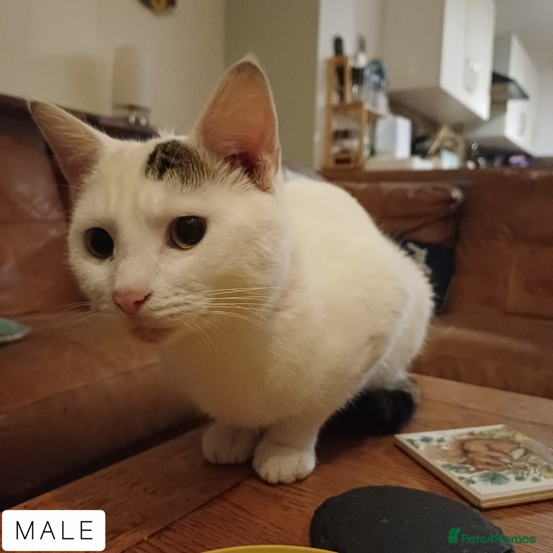Domestic Shorthair cats for sale: 1 YO Male Free & 2x Male Kittens Available. - Image 2