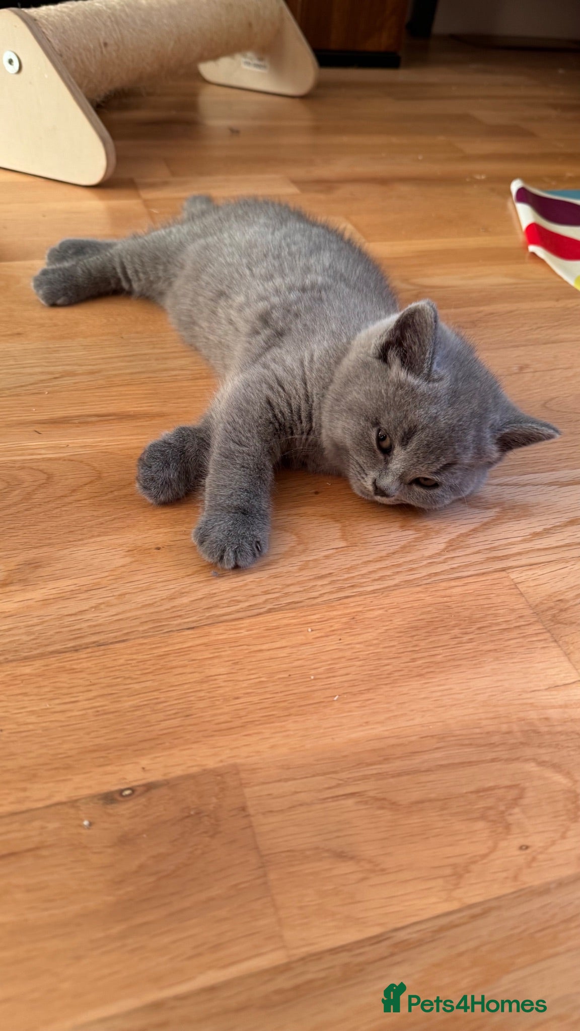 British Shorthair cats Beautiful British Shorthair Kittens - Advert 1