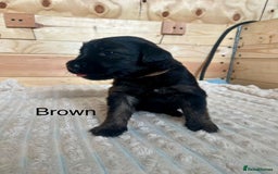 Mixed Breed dogs for sale: Golden Retriever/ German Shepherd puppies  - Image 6