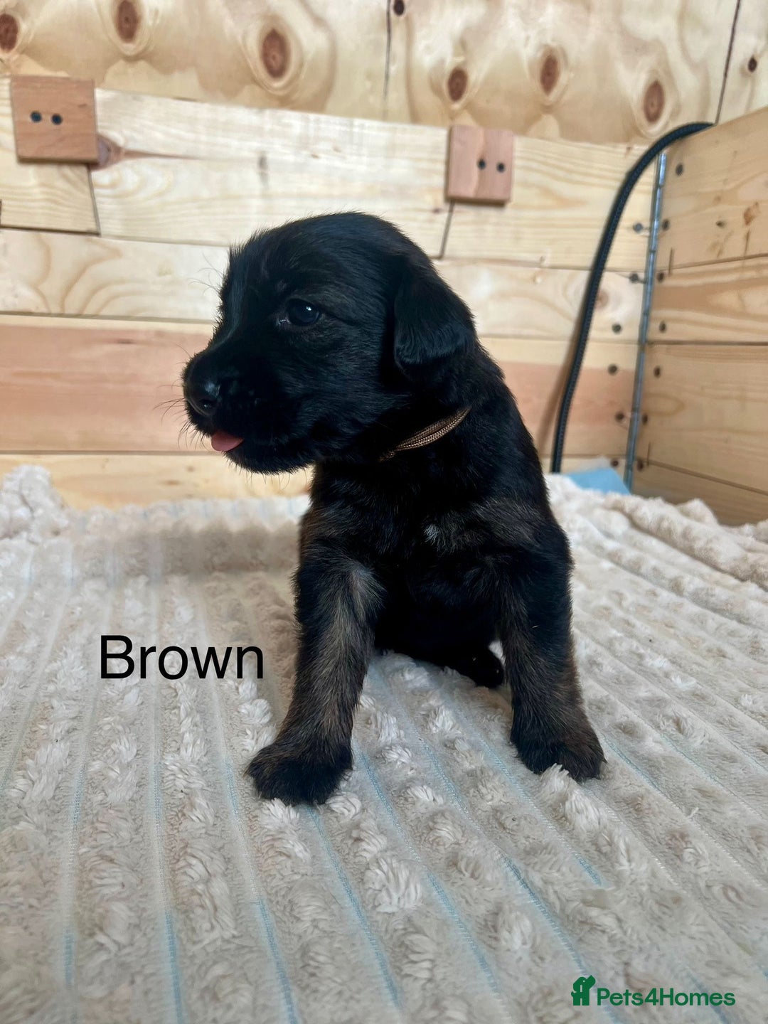 Mixed Breed dogs for sale: Golden Retriever/ German Shepherd puppies  - Image 6