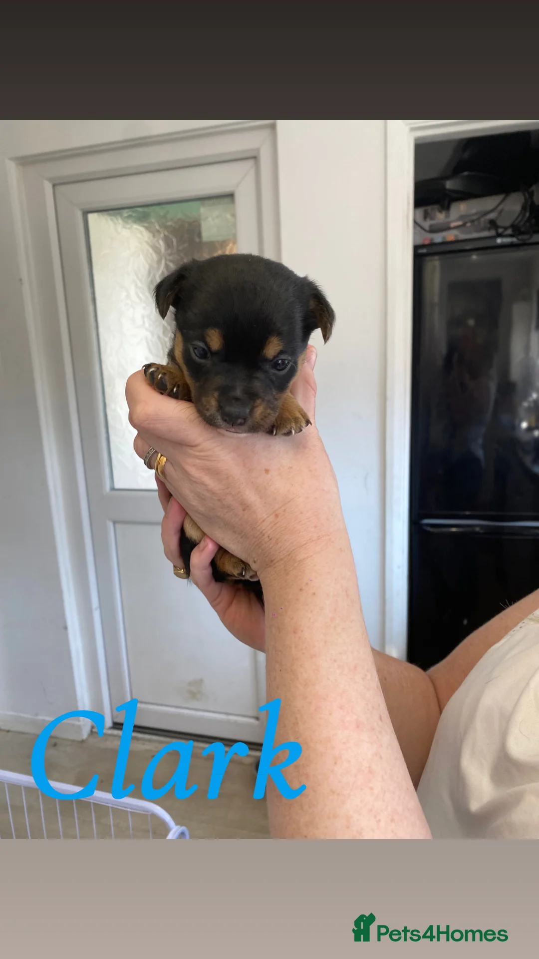 Jack Russell dogs for sale: Jack russle puppies in Havant - Advert 2