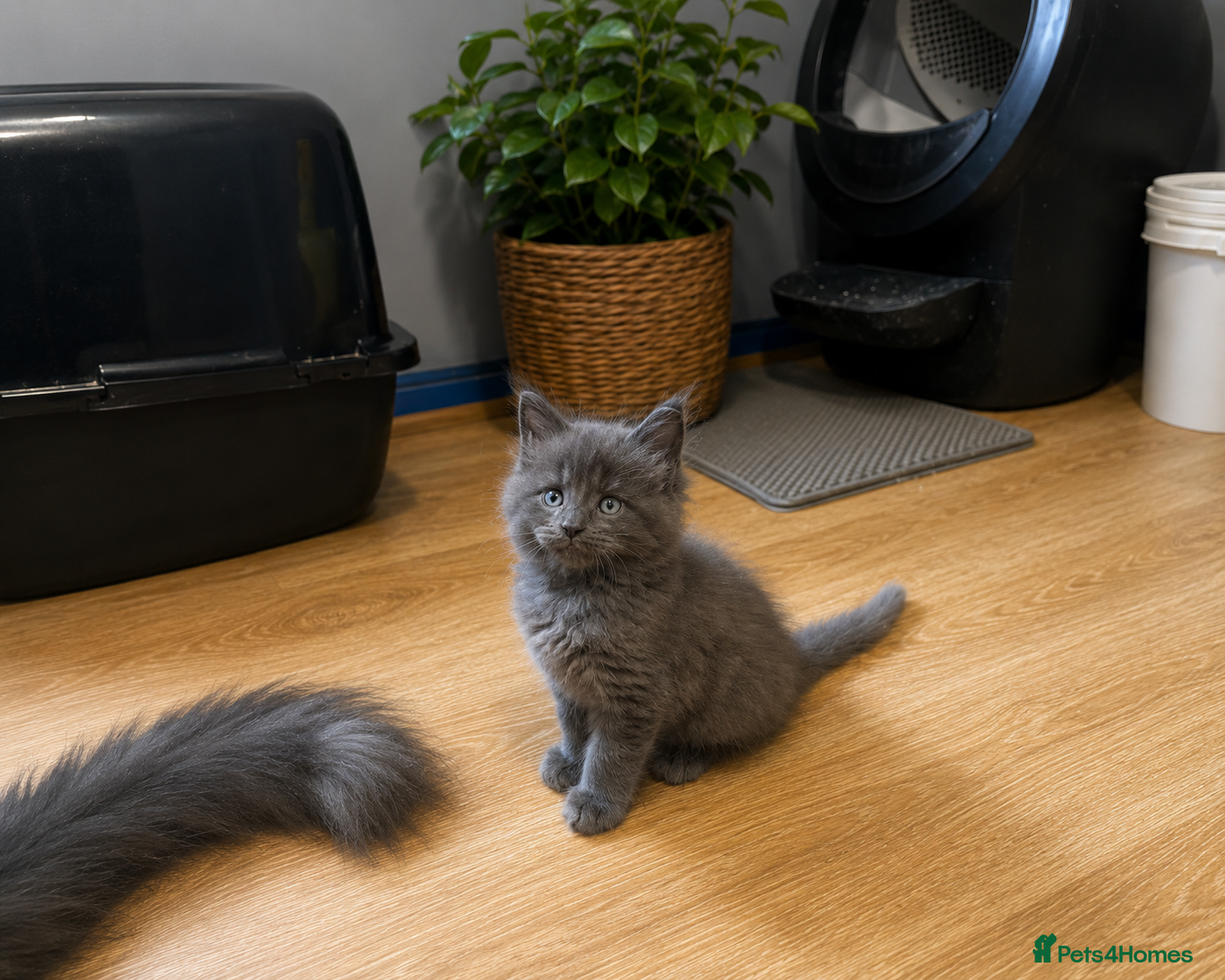 Maine Coon cats for sale: TICA registered boys Maine Coon  - Advert 3