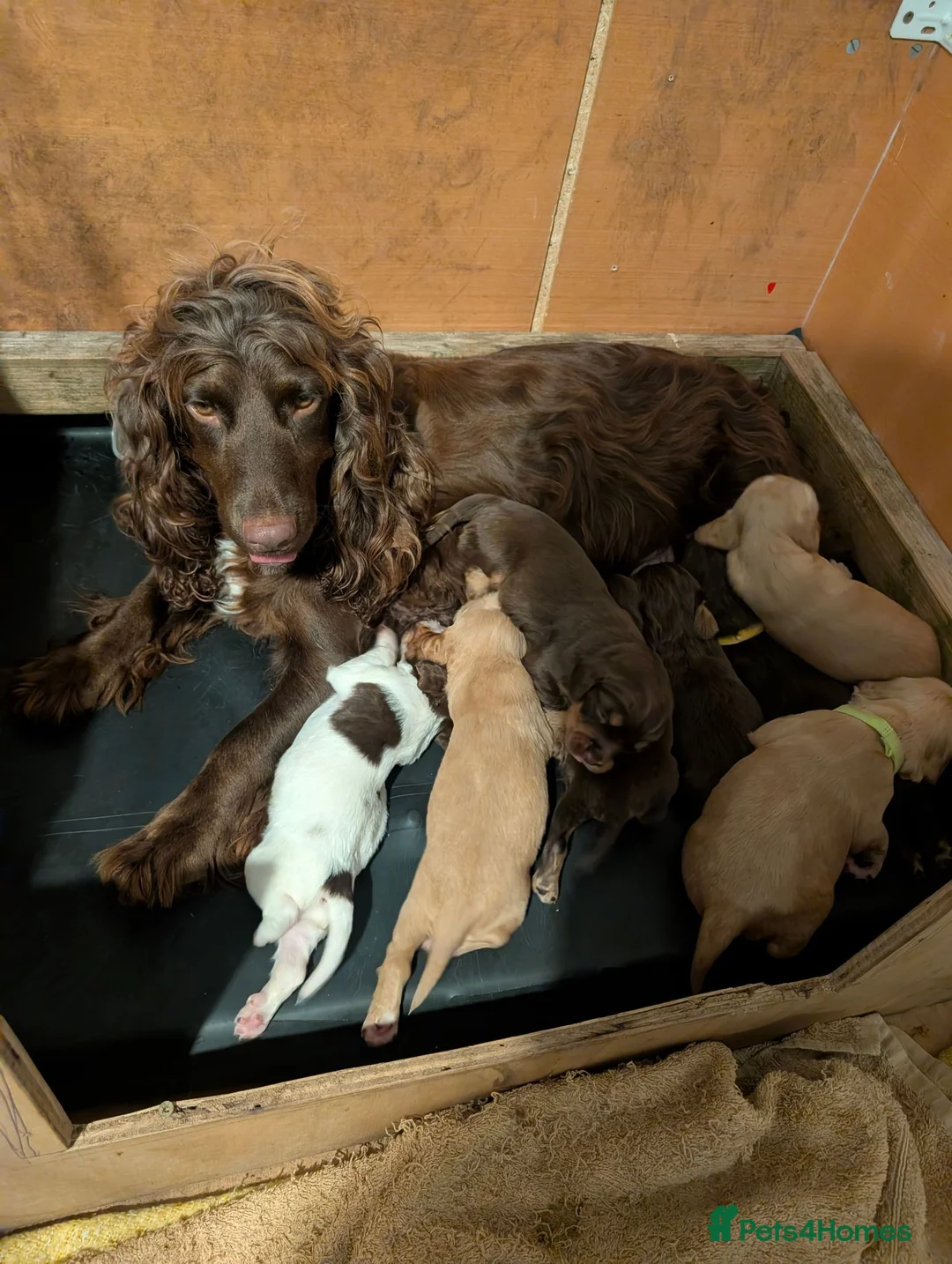 Cocker Spaniel dogs for sale: 4 stunning working cocker spaniels  - Advert 2