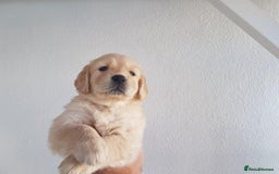 Golden Retriever dogs for sale: Quality KC Golden Retriver Puppies - Image 7