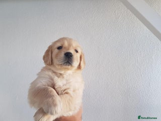 Golden Retriever dogs - Advert 3