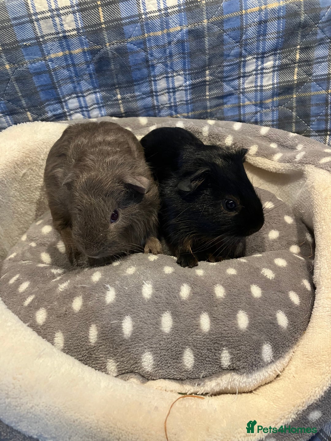 Guinea Pig rodents for sale: Lots of lovely baby guinea pigs - Image 12