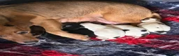 Jack Russell dogs for sale: Jack Russell puppy’s  - Advert 5
