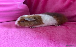 Guinea Pig rodents for sale: 2 teddy boys  - Image 1