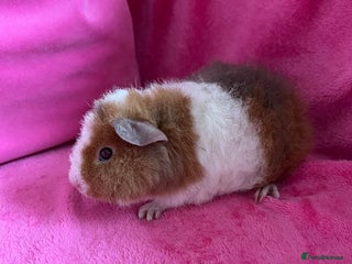 Guinea Pig rodents - Advert 12