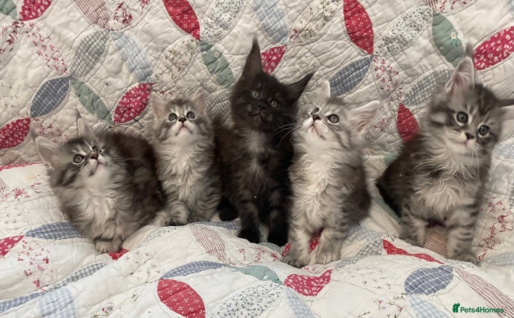 Maine Coon cats - Advert 16