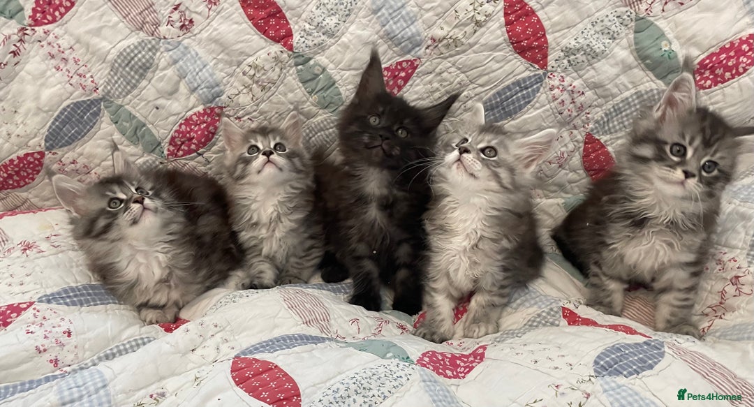 Maine Coon cats for sale: GCCF Pedigree Maine Coon Kittens champion line  - Image 1