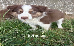 Welsh Collie dogs for sale: Stunning Welsh Border Collie Puppies – Rare Colour - Image 5