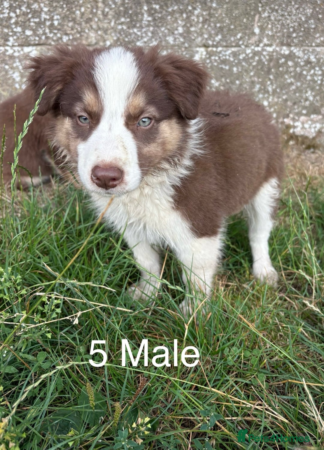 Welsh Collie dogs for sale: Stunning Welsh Border Collie Puppies – Rare Colour - Image 5