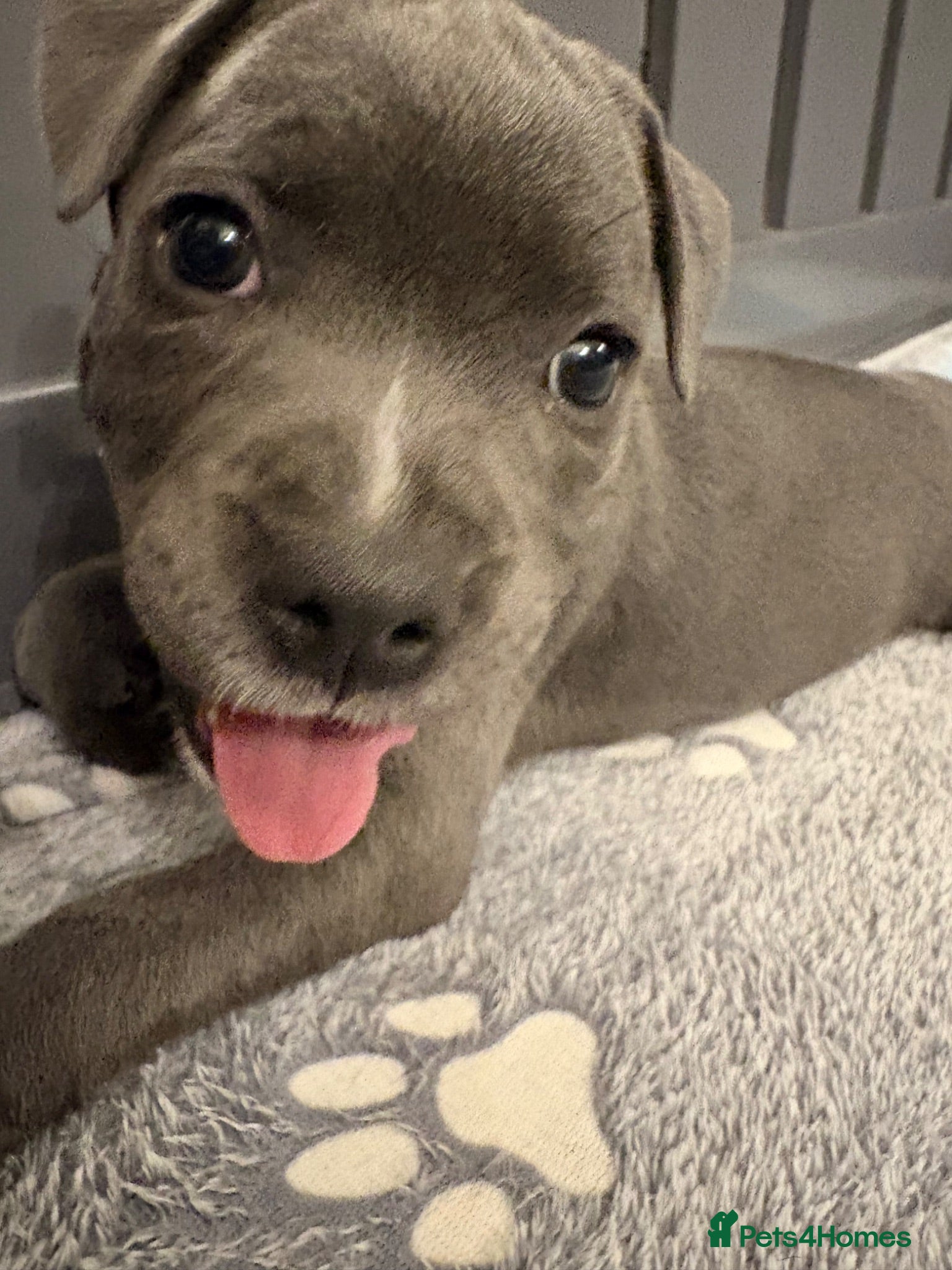 Staffordshire Bull Terrier dogs Blue & White KC Staffordshire Bull Terrier Puppy - Advert 2