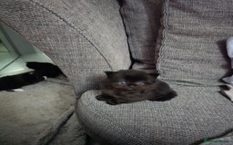 Mixed Breed cats for sale: Perdoll x maincoon x - Image 7