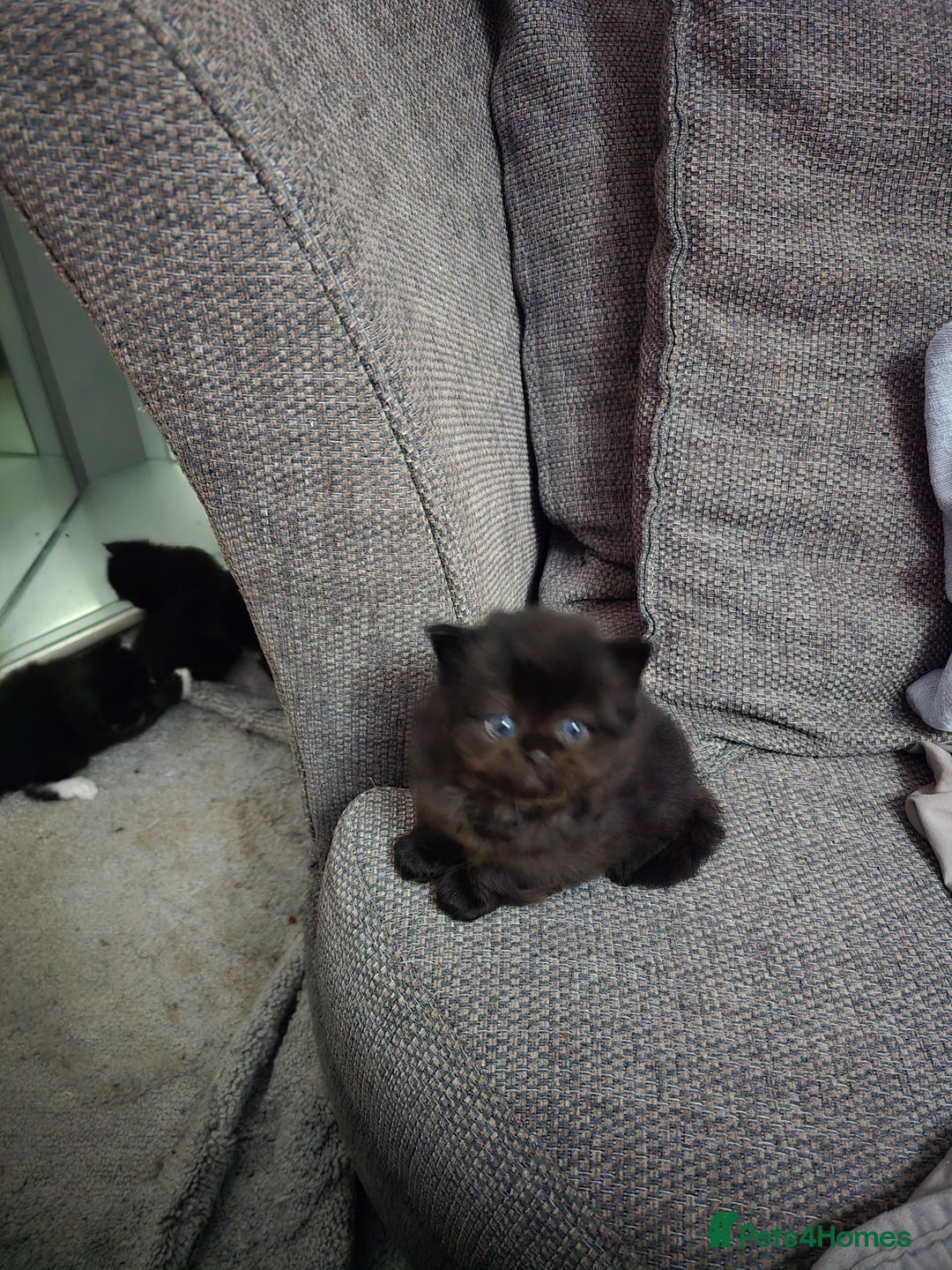 Mixed Breed cats for sale: Perdoll x maincoon x - Image 7
