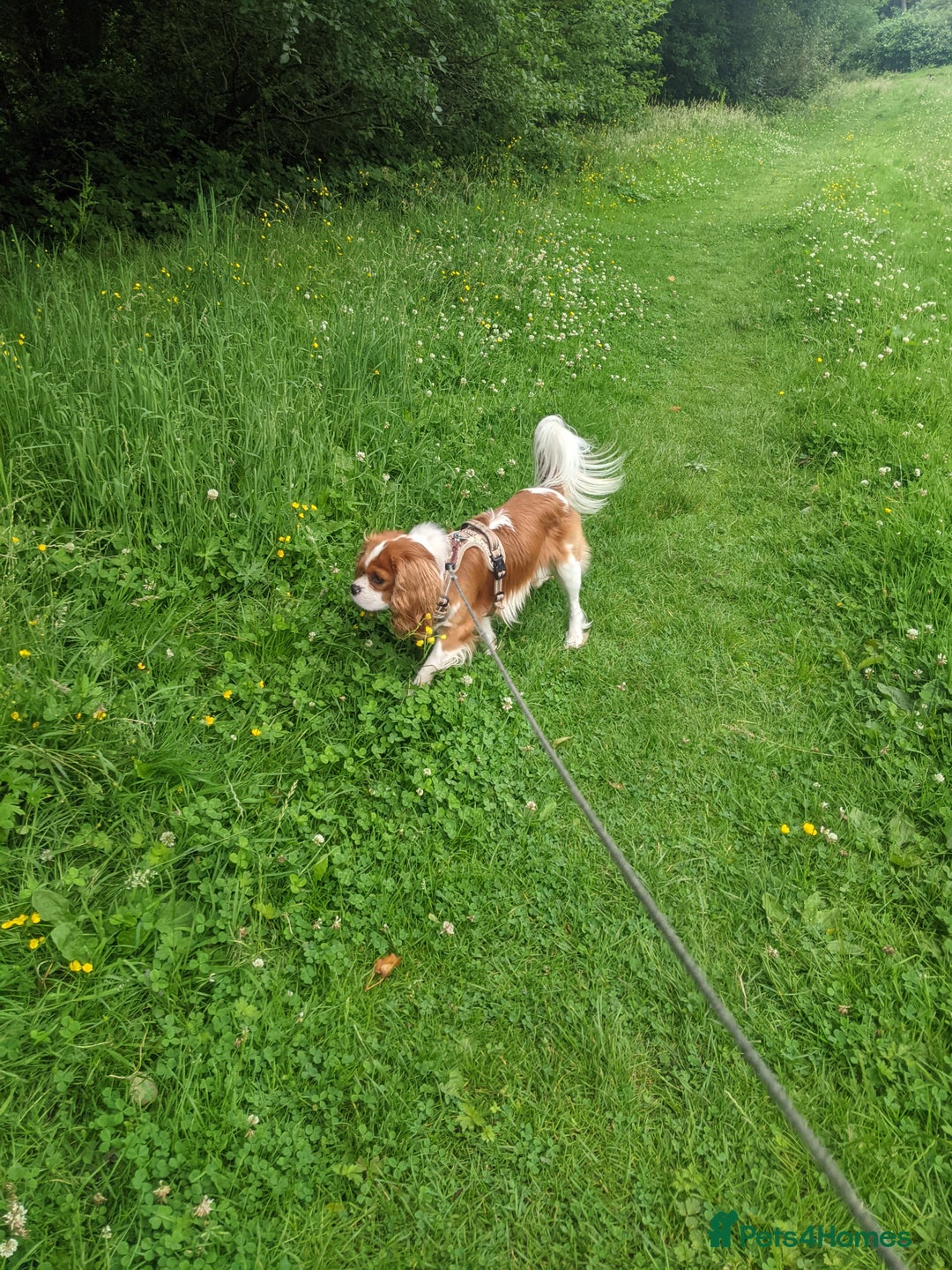 Cavalier King Charles Spaniel dogs for sale: Healthy, lively 2 year old Cavalier (neutered) - Advert 8