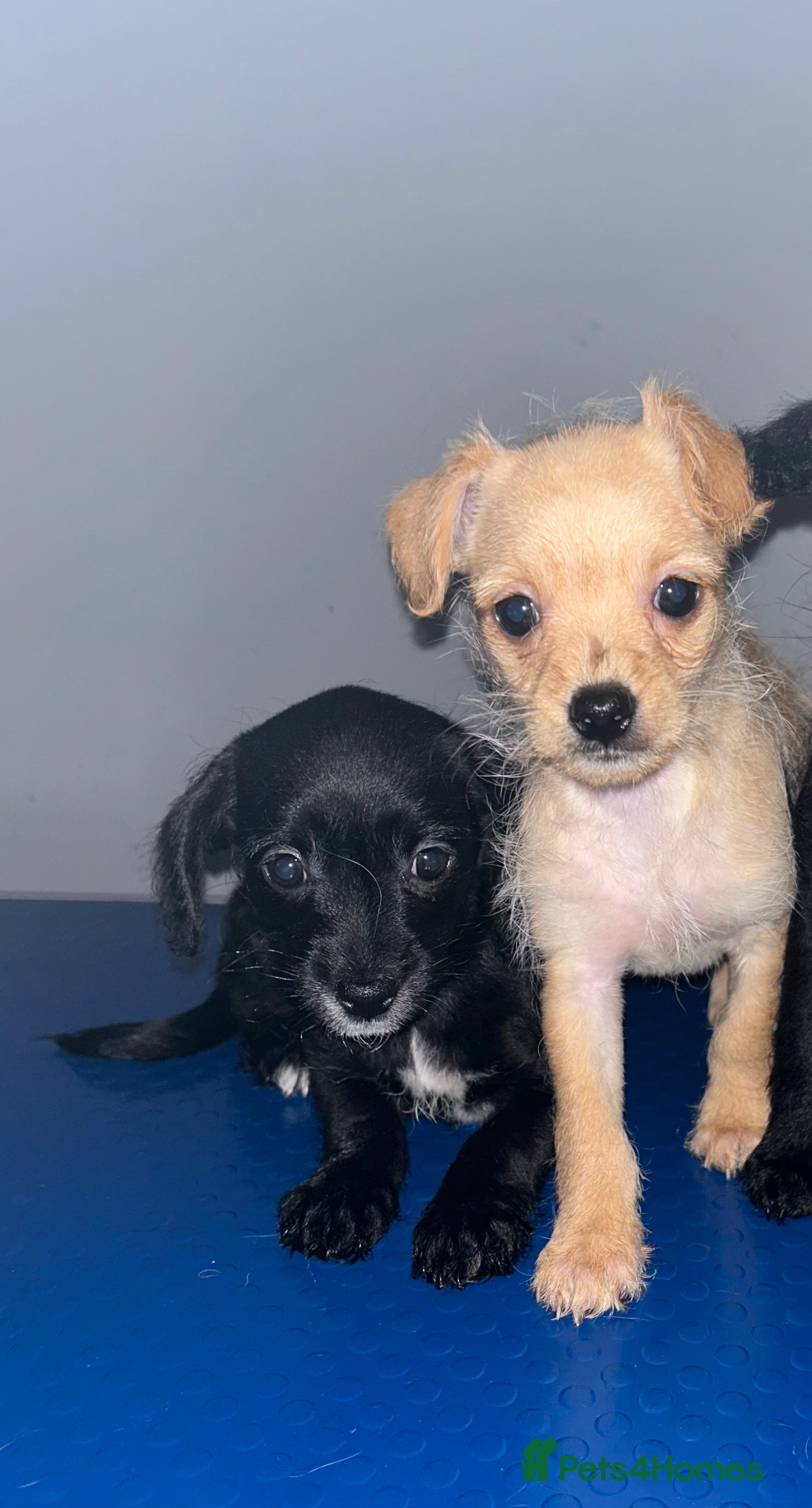 Chipoo dogs Chihuahua cross poodle puppies - Advert 2