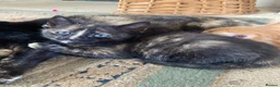 Maine Coon cats for sale: Kittens Maine coon  - Advert 3