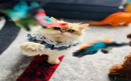 British Longhair cats for stud: 🐾🐾🐱Pretty boy looking for a girl 🐱🐾🐾 in Luton - Image 4