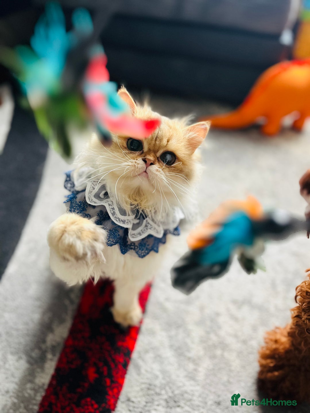 British Longhair cats for stud: 🐾🐾🐱Pretty boy looking for a girl 🐱🐾🐾 in Luton - Image 4