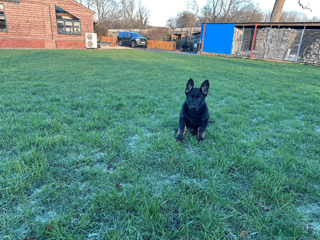 German Shepherd dogs for sale: ONE EXCLUSIVE FEMALE GSD PUP, HOME RARED AND BRED. - Advert 34