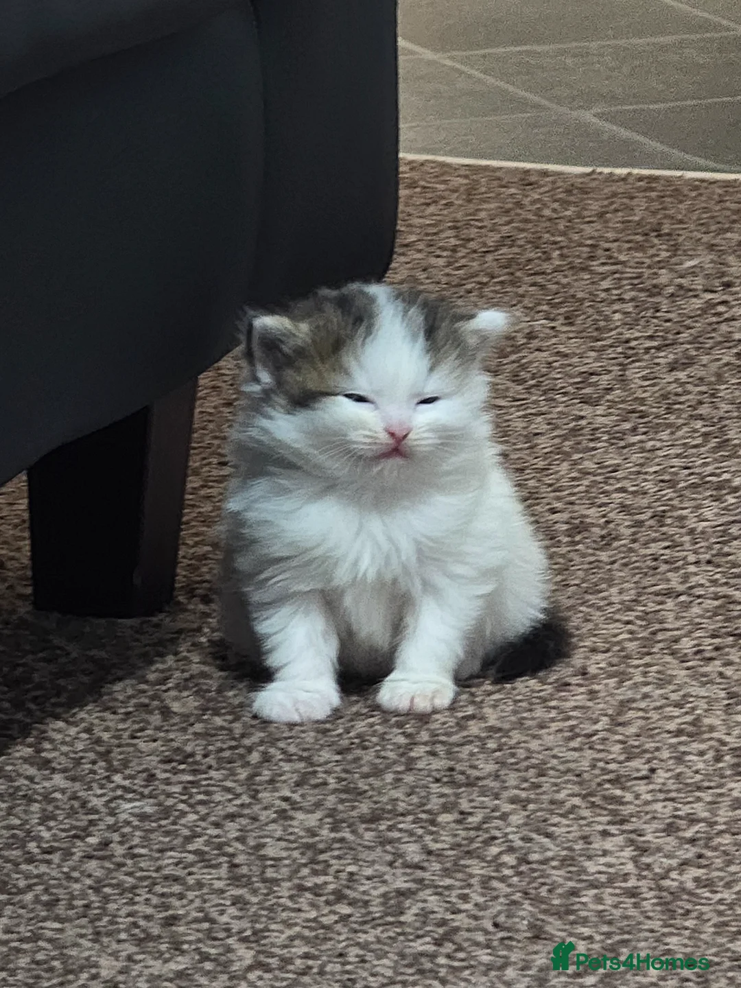 Mixed Breed cats for sale: Lovely Kittens for Sale 🐾 Low Allergy Risk  - Advert 1