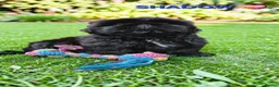 Shih Tzu dogs for sale: RARE BLACK STANDARD SHIH TZU WITH BLUE  SKIN - Advert 2