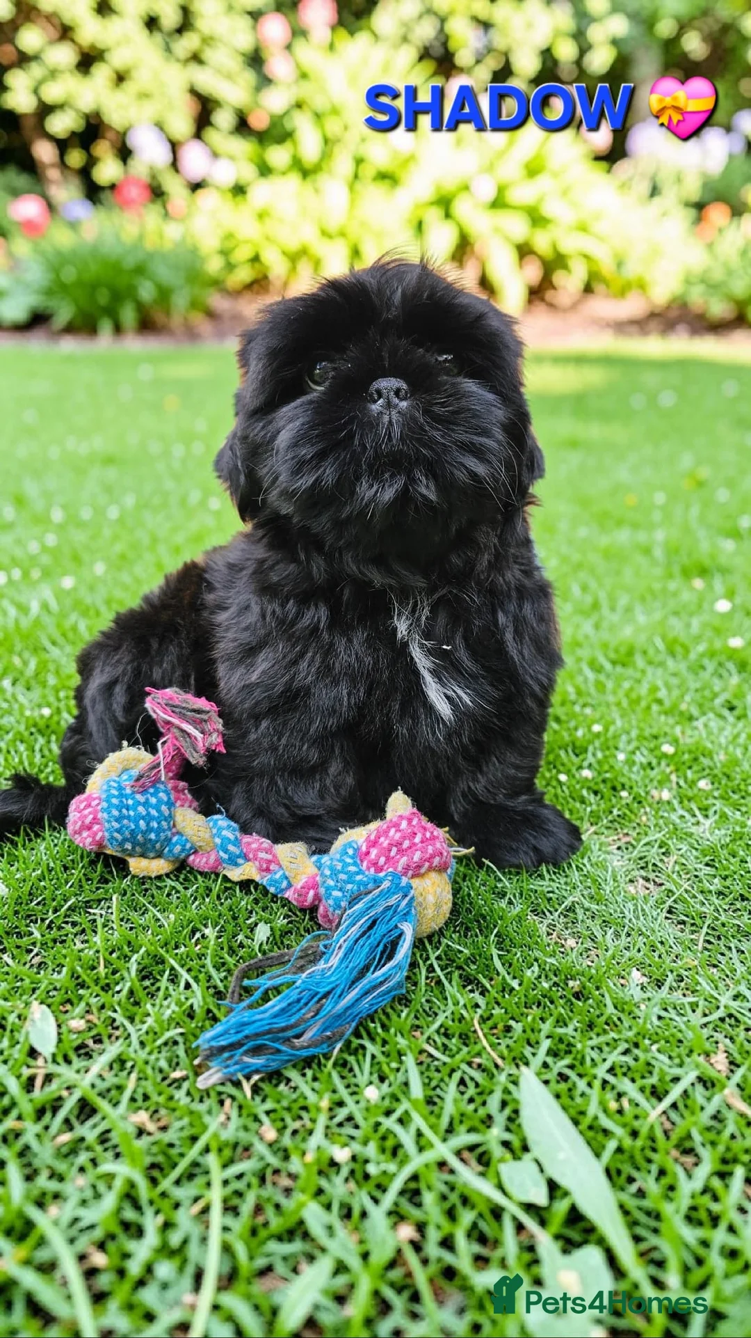 Shih Tzu dogs for sale: RARE BLACK STANDARD SHIH TZU WITH BLUE  SKIN - Advert 2