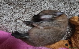 Pomeranian dogs for sale: GEORGEUS LOVELY POMERANIAN PUPPY'S 🐶07587756229🐶 - Image 7