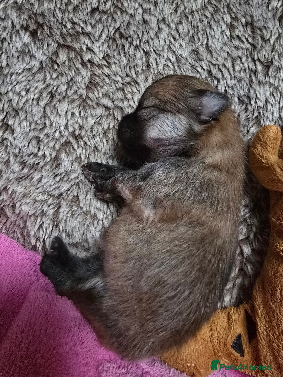 Pomeranian dogs for sale: GEORGEUS LOVELY POMERANIAN PUPPY'S 🐶07587756229🐶 - Image 7
