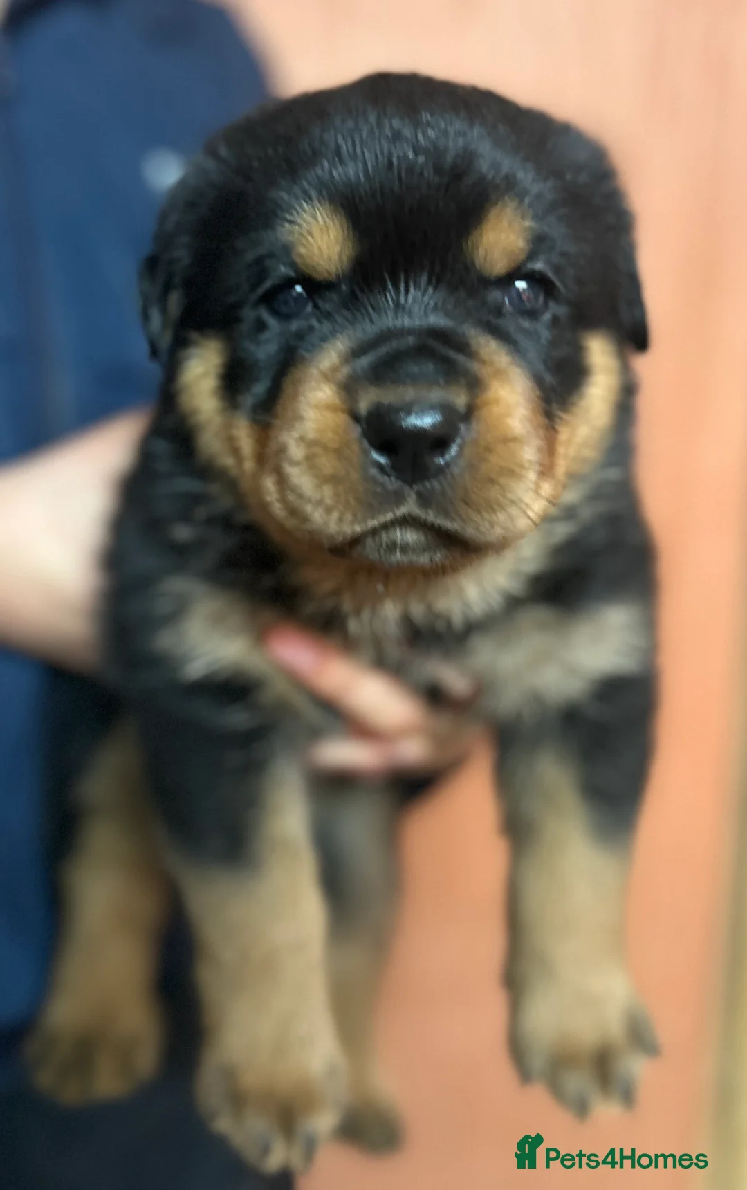 Rottweiler dogs for sale: Stunning KC registered Rottweiler puppies for sale - Advert 3