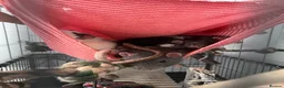 Rat rodents for sale: Fancy x dumbo rats - Advert 7