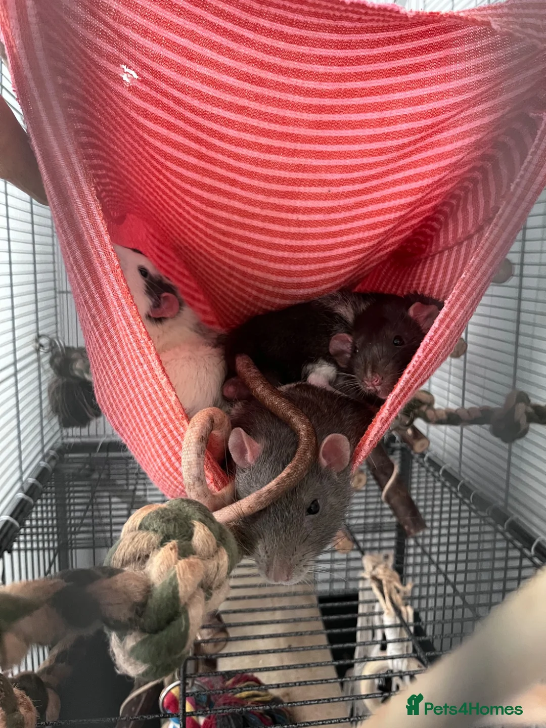 Rat rodents for sale: Fancy x dumbo rats - Advert 7