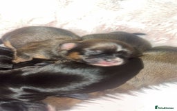 Mixed Breed dogs for sale: 6 Beautiful Babys - Image 6